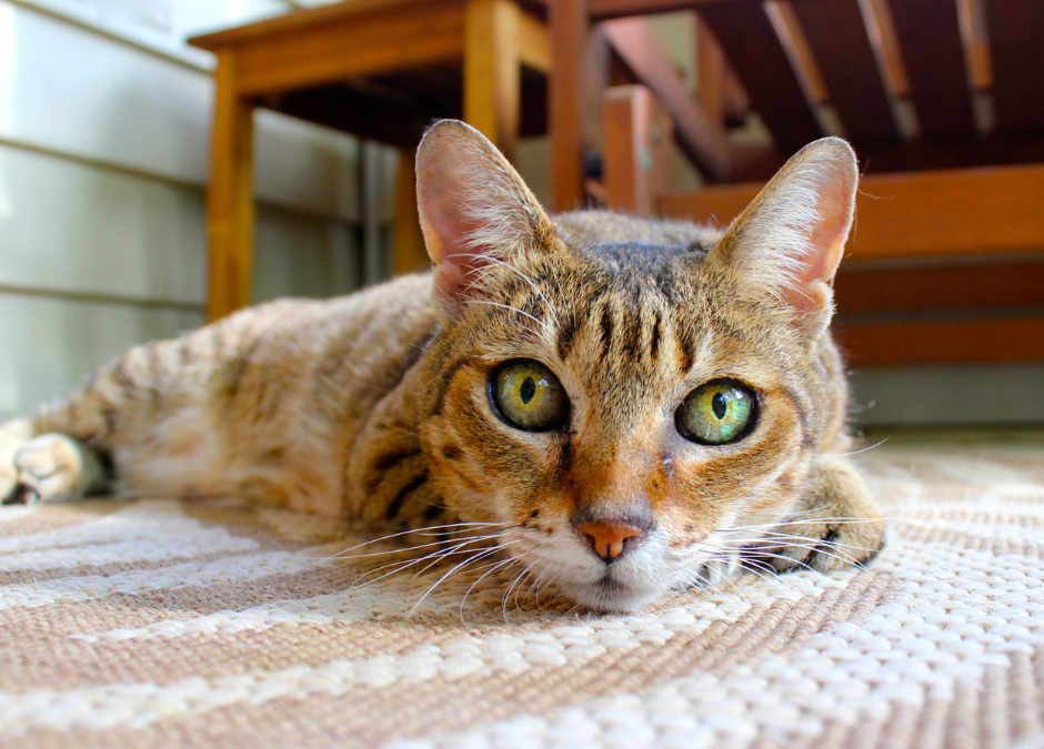 What is the best carpet for a home with cats?